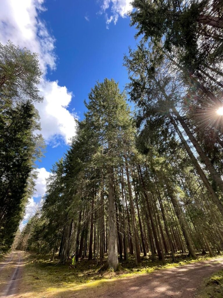 Latvija ir mežu zeme