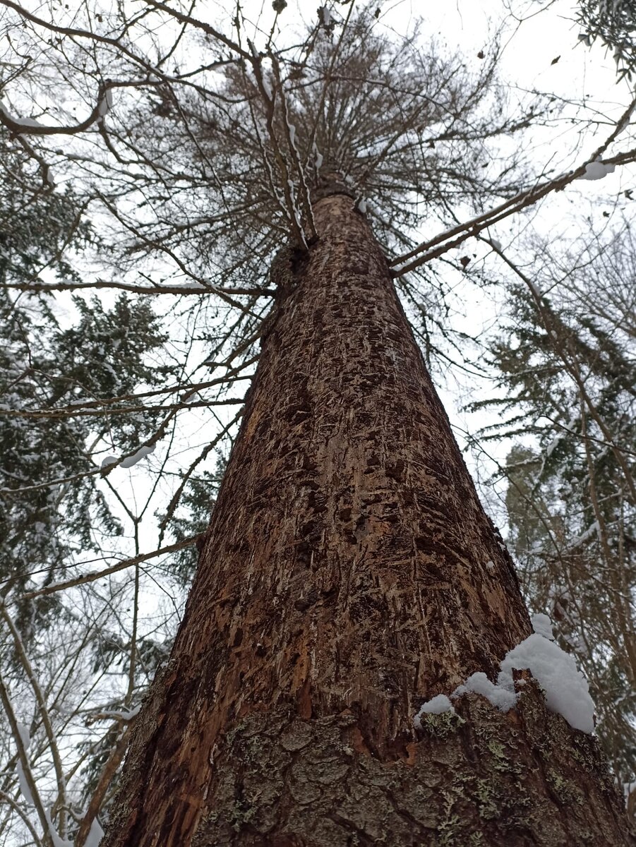 Astoņzobu mizgrauža bojāta egle