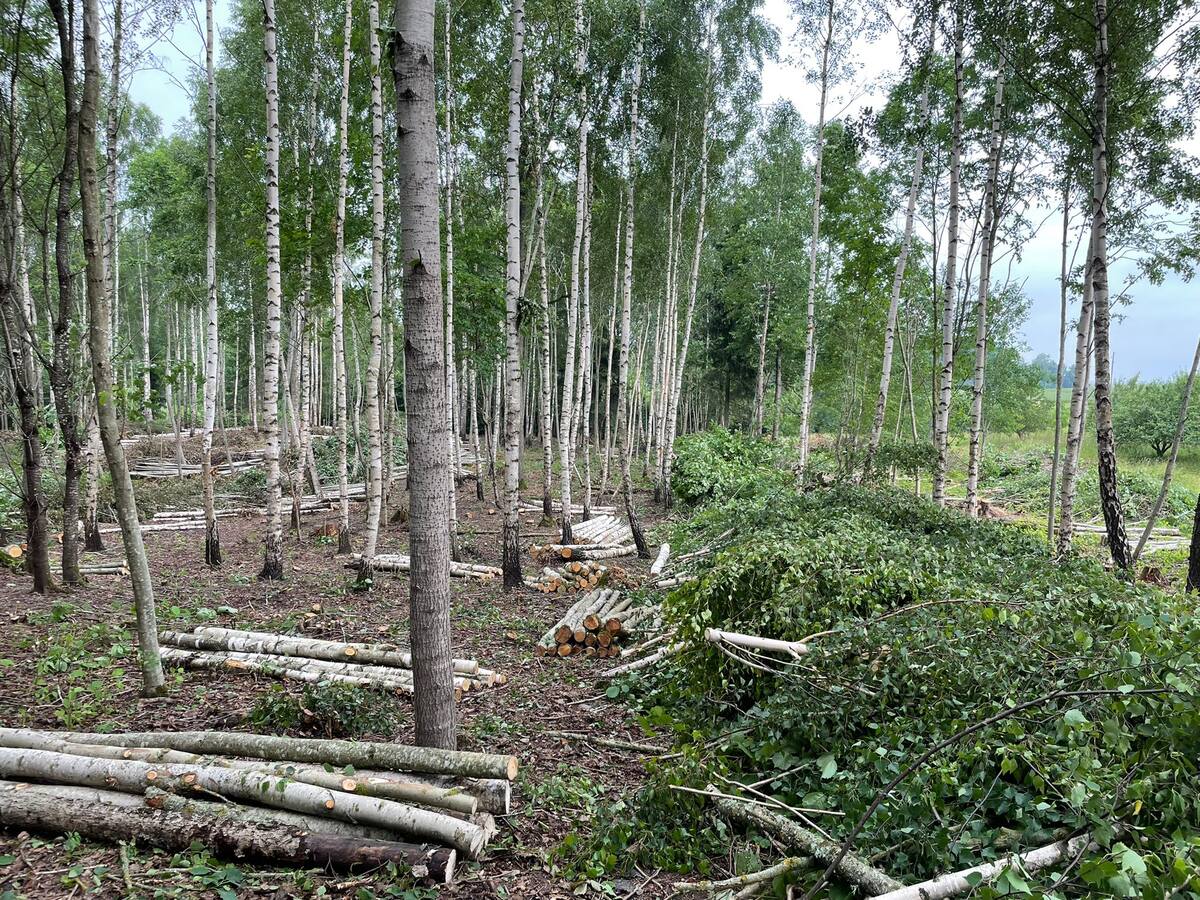 Latvijā 2024. gadā bija 116 tūkstoši meža īpašnieku