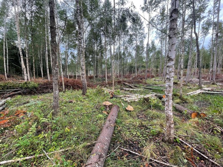 Kas jāzina mantota meža īpašniekam!