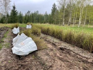 Ilgtspējīga mežizstrāde Latvijā - meža atjaunošana