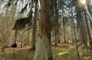 Kā atpazīt bojājumus un slimības mežā