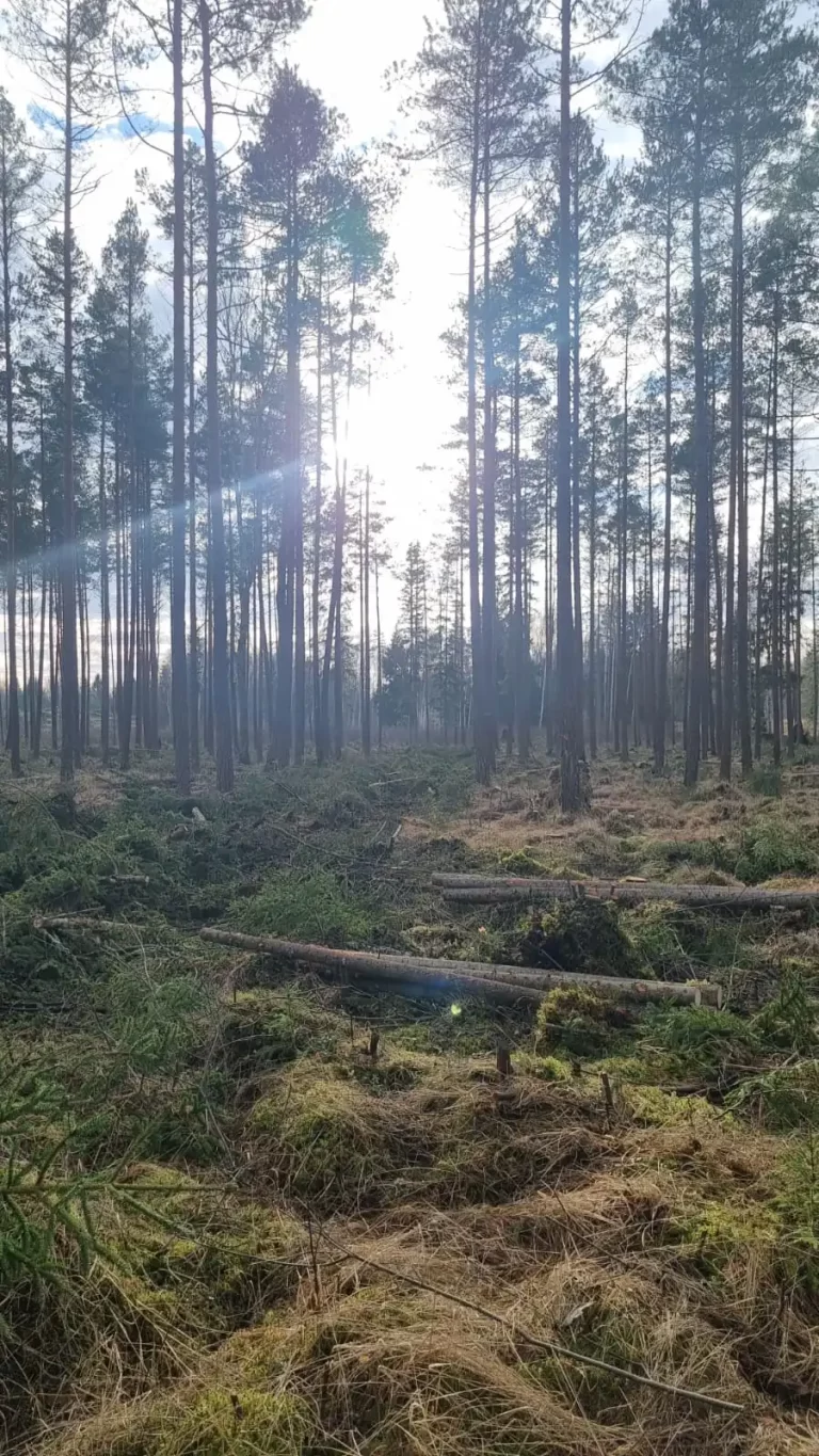 Optimālais laiks jaunaudžu kopšanai