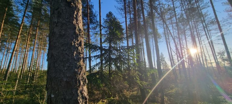 Kas sagaida privāto mežu īpašniekus 2026. gadā?