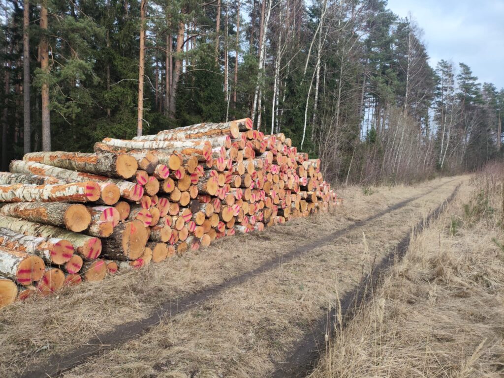 Bērzs - Latvijas mežu lielākā bagātība