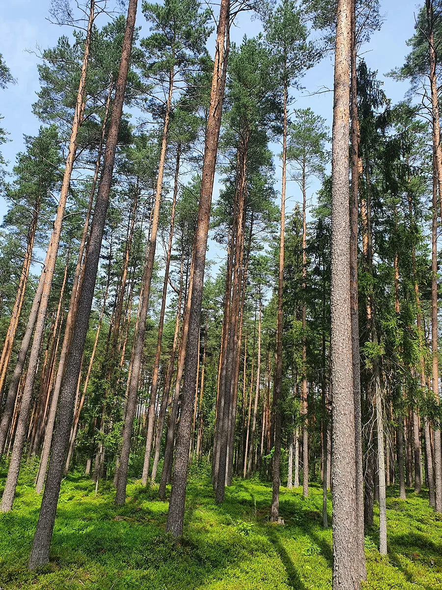 Mazāk birokrātijas meža īpašniekiem