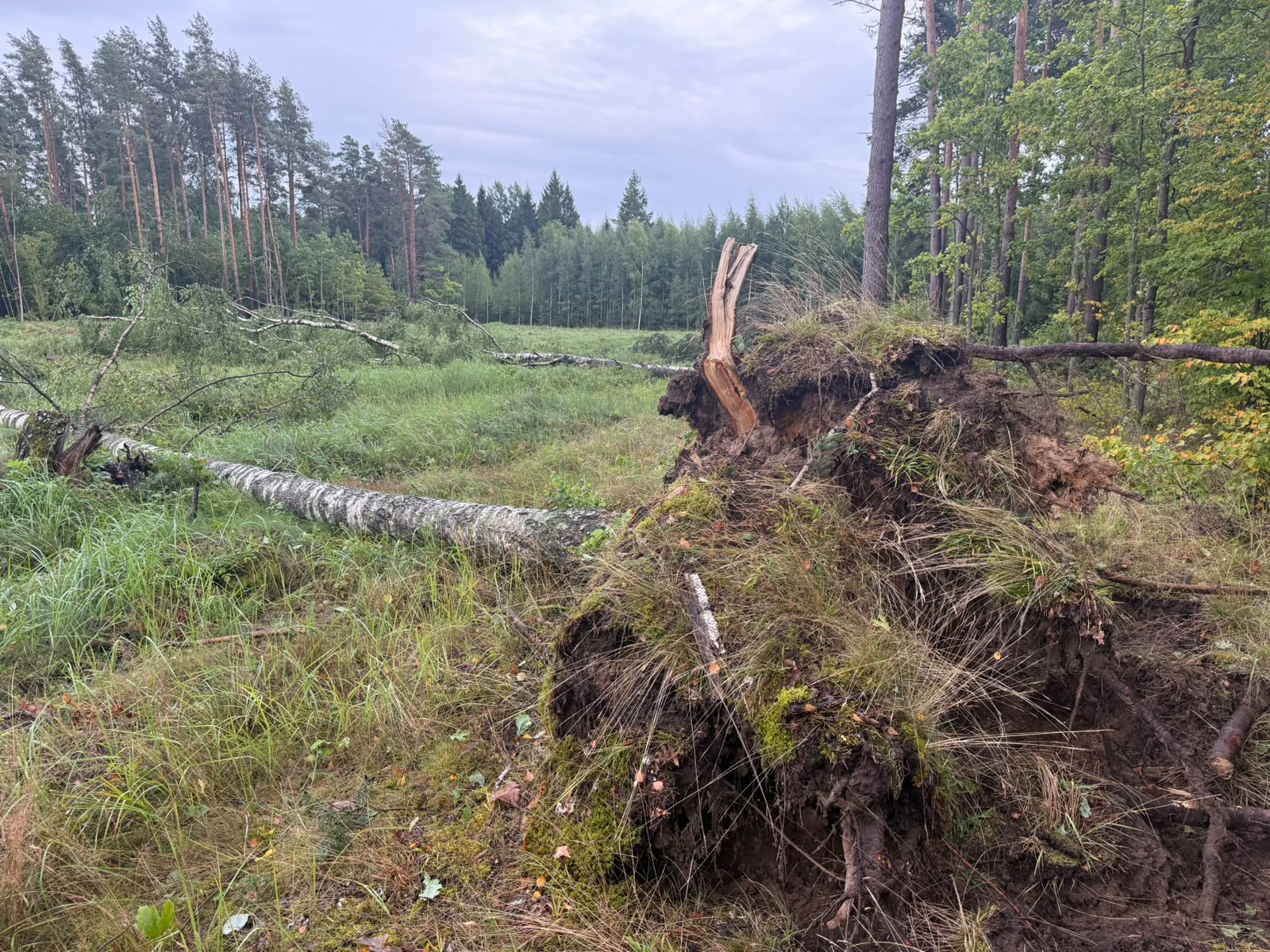 Vētras postījumi
